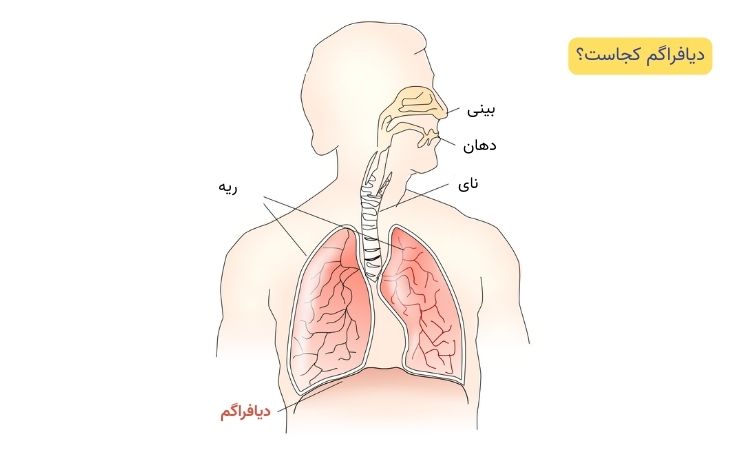 دیافراگم کجاست
